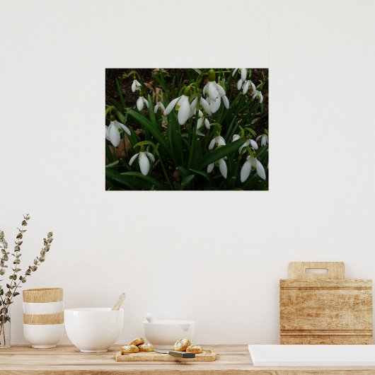 Snowdruppels I (Galanthus) White Spring Flowers Poster (Keuken)