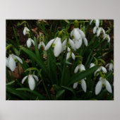 Snowdruppels I (Galanthus) White Spring Flowers Poster (Voorkant)