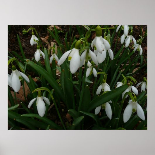 Snowdruppels I (Galanthus) White Spring Flowers Poster (Voorkant)