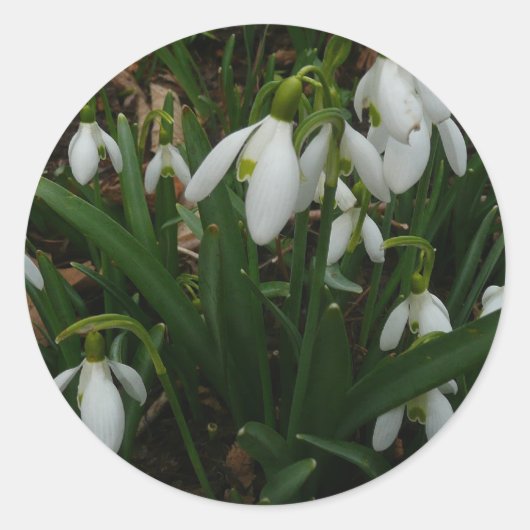 Snowdruppels I (Galanthus) White Spring Flowers Ronde Sticker (Voorkant)
