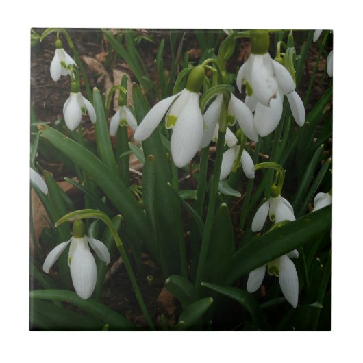 Snowdruppels I (Galanthus) White Spring Flowers Tegeltje (Voorkant)