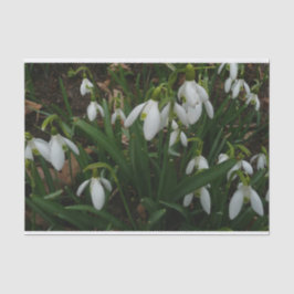 Snowdruppels I (Galanthus) White Spring Flowers Tissuepapier