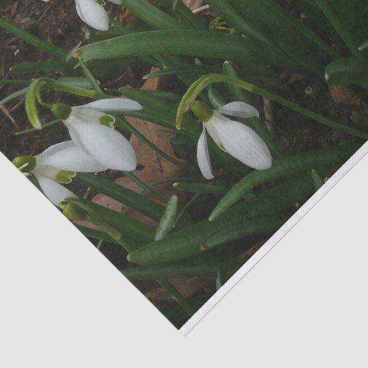 Snowdruppels I (Galanthus) White Spring Flowers Tissuepapier (Detail)