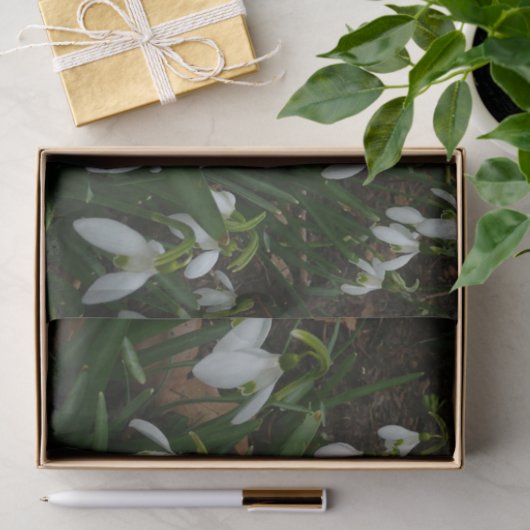 Snowdruppels I (Galanthus) White Spring Flowers Tissuepapier (Geschenk)
