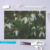 Snowdruppels I (Galanthus) White Spring Flowers Tissuepapier (Craft)