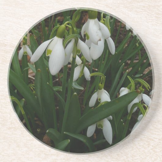 Snowdruppels I (Galanthus) White Spring Flowers Zandsteen Onderzetter (Voorkant)