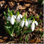 Snowdruppels in de zon staand fotobeeldje<br><div class="desc">Snowdruppels in de tuinzon. De eerste boodschapper van de lente is Galanthus.</div>