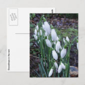 Snowdruppels in het briefkaart van de regen (Voorkant / Achterkant)