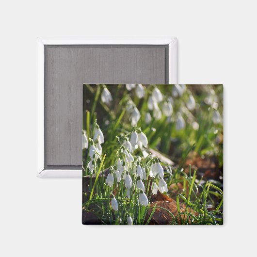 Snowdruppels Magneet (Voorkant / Achterkant)