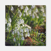 Snowdruppels Magneet (Voorkant)