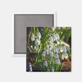 Snowdruppels Magneet