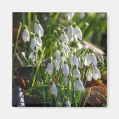 Snowdruppels Magneet (Voorkant)