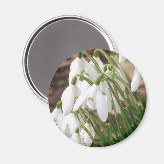 Snowdruppels Magneet (Voorkant / Achterkant)