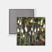 Snowdruppels Magneet (Voorkant / Achterkant)