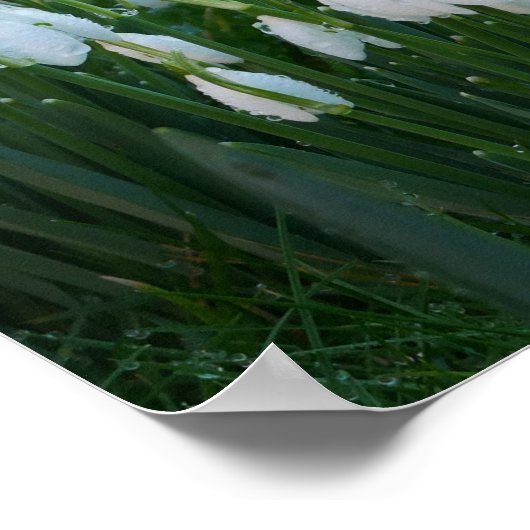 Snowdruppels Poster (Hoek)