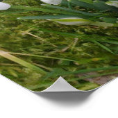 Snowdruppels Poster (Hoek)