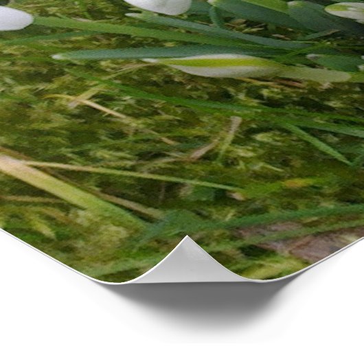 Snowdruppels Poster (Hoek)