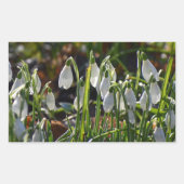 Snowdruppels Rechthoekige Sticker (Voorkant)