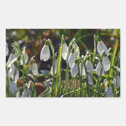 Snowdruppels Rechthoekige Sticker (Voorkant)