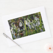 Snowdruppels Rechthoekige Sticker (Envelop)