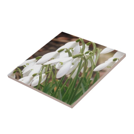 Snowdruppels Tegeltje (Zijkant)