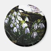 Snowdruppels van de Hafren Fridge Magnet (Voorkant)
