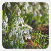 Snowdruppels Vierkante Sticker (Voorkant)