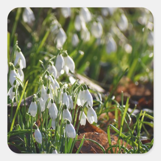 Snowdruppels Vierkante Sticker (Voorkant)