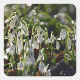 Snowdruppels Vierkante Sticker
