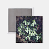 Snowdruppels zijn de eerste bloemen van de lente magneet (Voorkant / Achterkant)