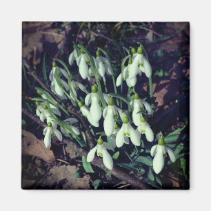 Snowdruppels zijn de eerste bloemen van de lente magneet