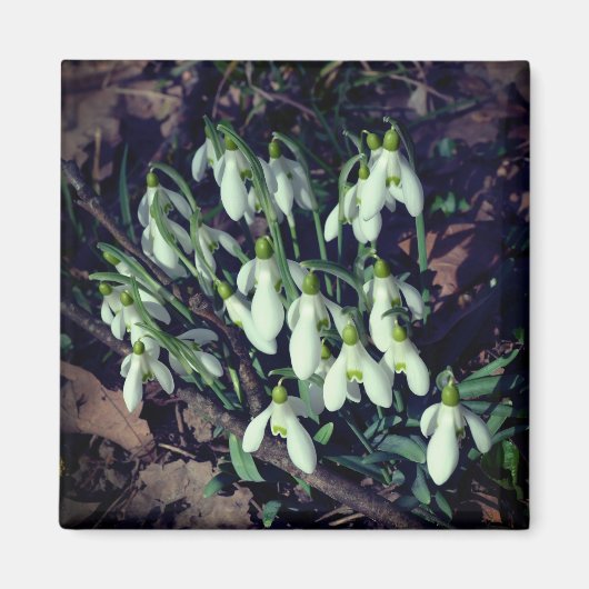 Snowdruppels zijn de eerste bloemen van de lente magneet (Voorkant)