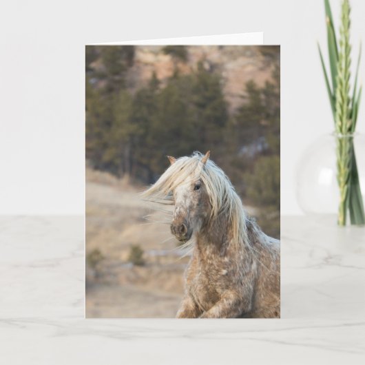 Snowfall - Galloping naar het Wenskaart van vrijhe Kaart (Voorkant)