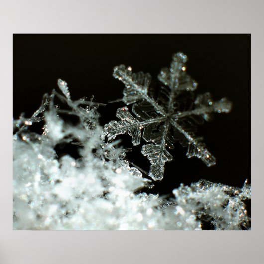 Snowflake 2009 Blizzard Poster (Voorkant)