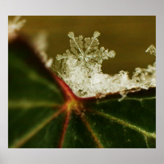 Snowflake 2009 Blizzard Poster