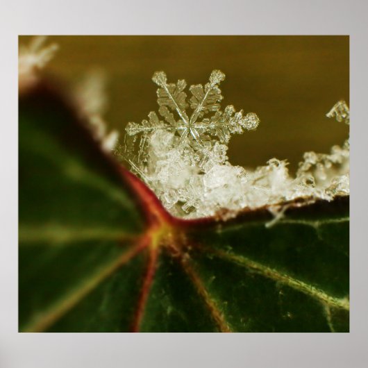 Snowflake 2009 Blizzard Poster (Voorkant)