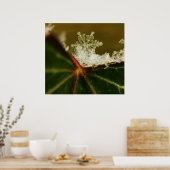 Snowflake 2009 Blizzard Poster (Keuken)