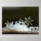 Snowflake 2009 Blizzard Poster (Voorkant)