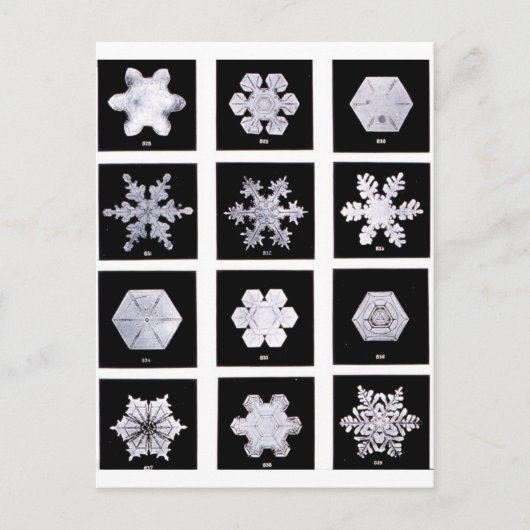 Snowflake Borden Weer Fotografie Briefkaart (Voorkant)
