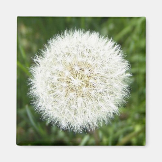 Snowflake dry dandelion magneet (Voorkant)