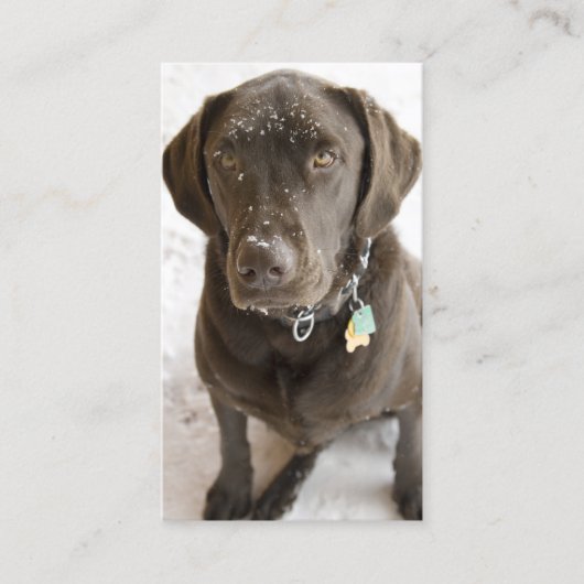 Snowflake geprinte chocolade labrador Retriever Visitekaartje (Voorkant)