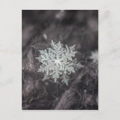Snowflake lagen - Macro Briefkaart (Voorkant)