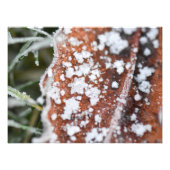 Snowflakes  foto afdruk (Voorkant)