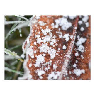 Snowflakes  foto afdruk