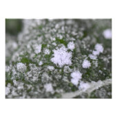 Snowflakes  foto afdruk (Voorkant)