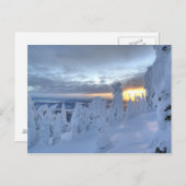 Snowghosts bij zonsondergang in het Whitefish Moun Briefkaart (Voorkant / Achterkant)