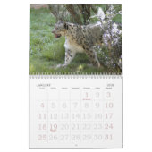 SnowLeopardBCR007, Sneeuwluipaard Kalender (Jan 2026)