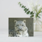 SnowLeopardM002 Briefkaart (Staand voorkant)