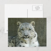 SnowLeopardM002 Briefkaart (Voorkant / Achterkant)