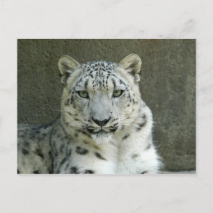 SnowLeopardM002 Briefkaart